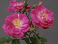 cottage-rose-640x470.jpg