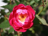 heydon-pink-china.jpg